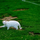DSC06090_v1.jpg
